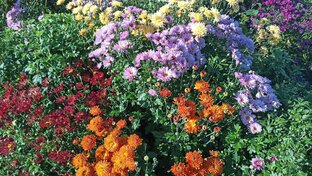 Хризантемы