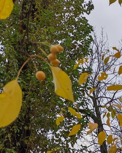 Ноябрь - предзимье