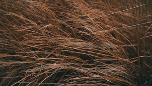 Переработка растительного сырья