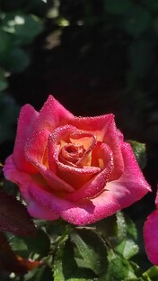 Мишель Друкер (Michel Drucker)