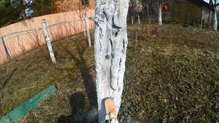 Плодовые деревья и кустарники