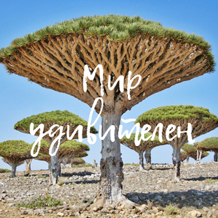 Уникальные растения