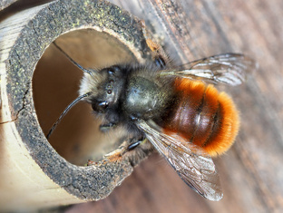 Пчелы осмии Руфа и другие опылители