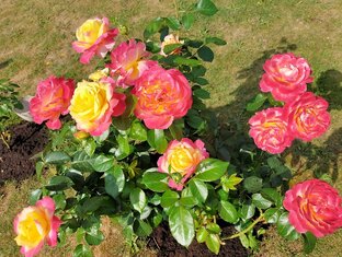 Розы в саду