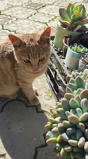 Котики и суккуленты