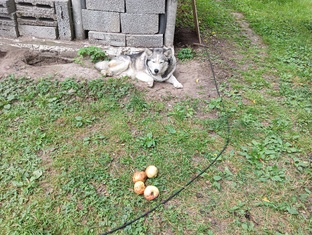 Про яблоки