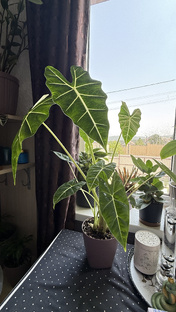 Мои алоказии