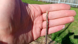 Ореховая Аллея в средней полосе России.