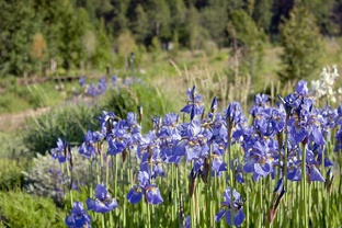 Частные сады