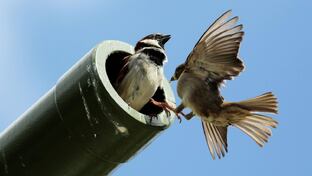 Пушки не стреляют