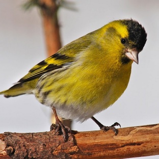 Чиж: маленькая птица с большим характером
