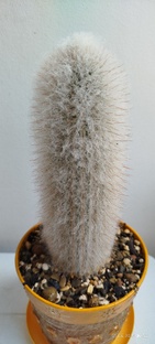 Пушистый кактус