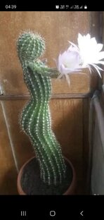 Мои покупки