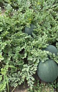 Бахчевые культуры