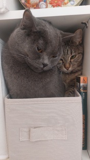 Статьи до 100 подписчиков!