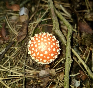 Дневник хейтера