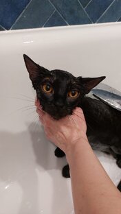 Котики