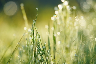 Утренняя сказка