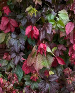 Мой ноябрь . 