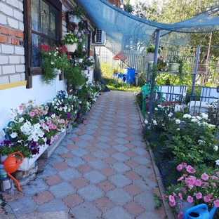 Петуниевая стена