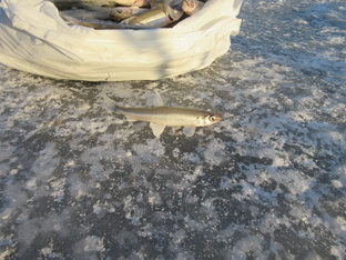 О ловле корюшки 