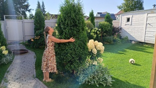 Туи и можжевельники 