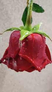 ФОТОПОДСКАЗКИ 