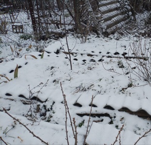 Обработка сада и обрезка деревьев