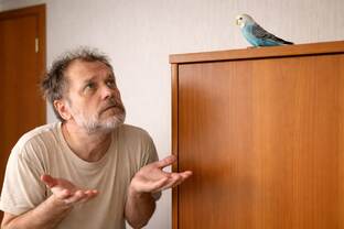 Всё об особенностях общения с волнистиком