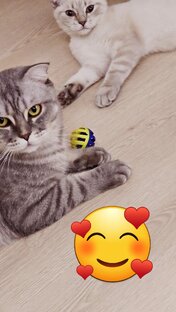 Чем занимаются мои коты 🐱