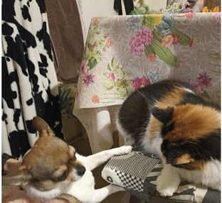 Мои питомцы