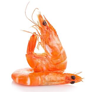 Креветки: маленькие, но невероятные обитатели океана