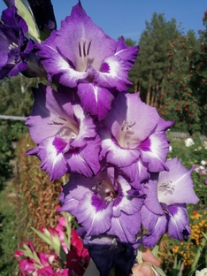 Гладиолусы, агротехника.