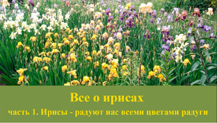 Все о ирисах