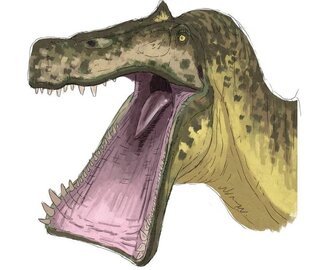 Криптозоологические разборы 