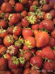 Плодовый сад