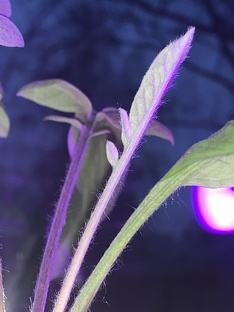 Зелёные пришельцы 