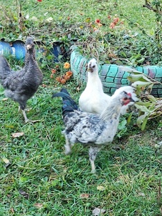 Мое хозяйство.