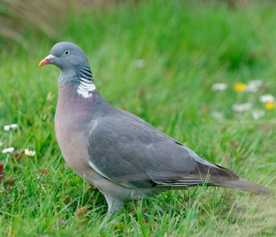Птицы невского побережья