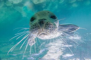 Морские обитатели