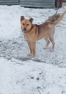 Наши собаки 🐶