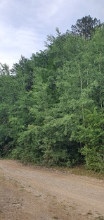 Таинственный Загадочный Лес. Крым.