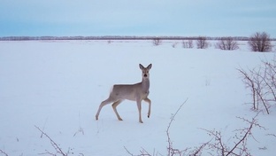 Косули