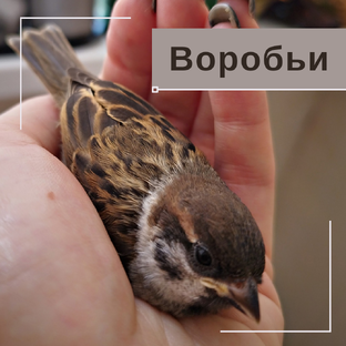 Мои воробьи Боня и Бин