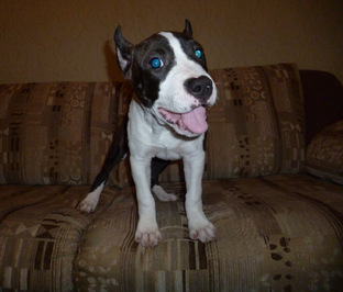 Щенок дома. Проблемы и решения