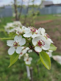 Плодовый сад