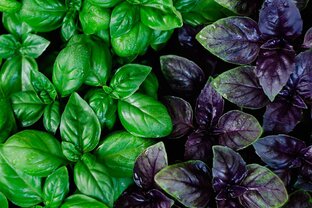 Полезные травы и специи