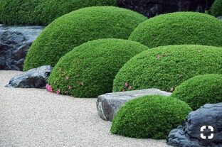 Биофильный дизайн