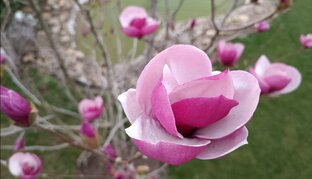 Секреты выращивания магнолии