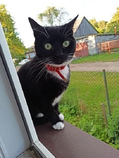 Коты